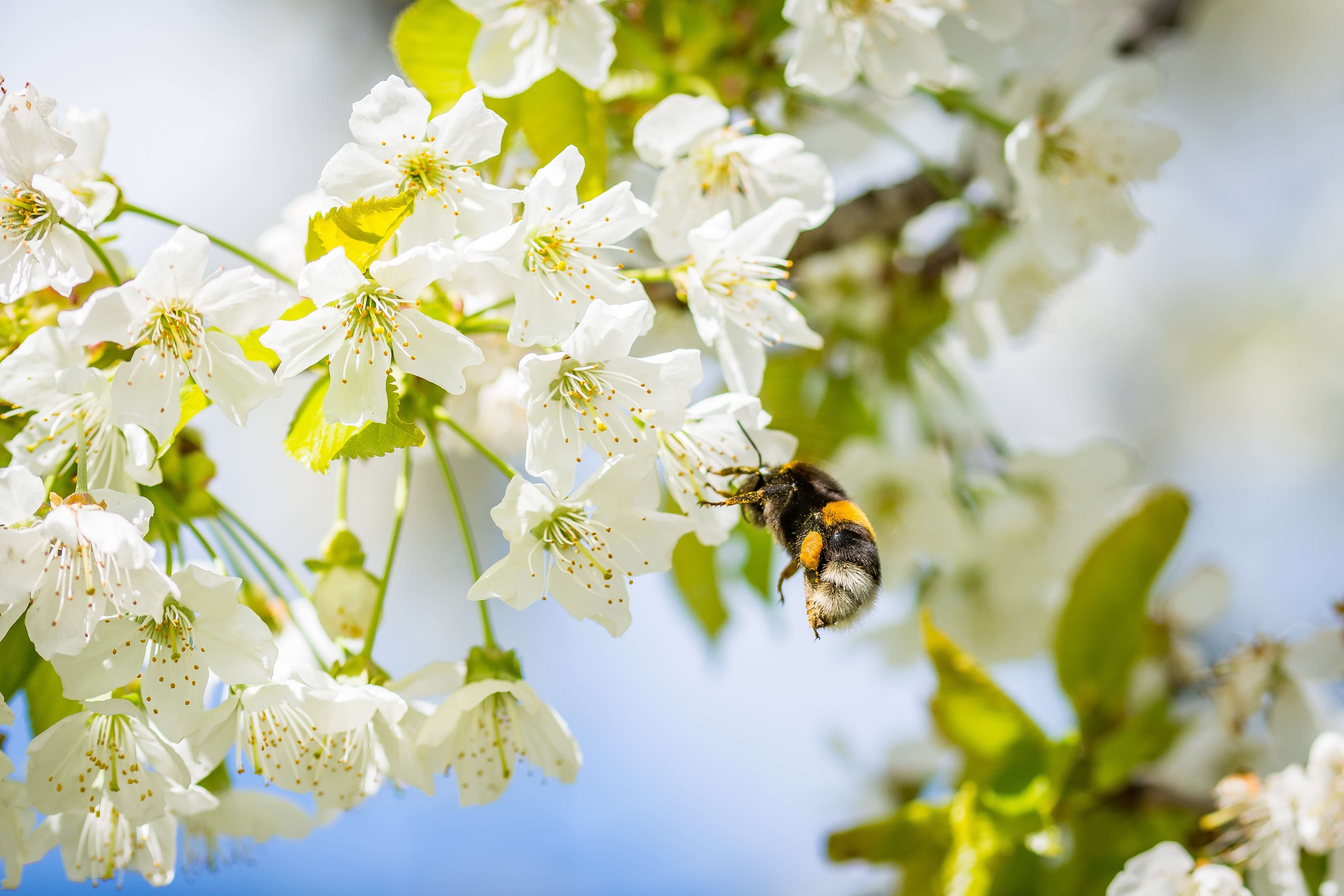 Какие отношения складываются между вишней и пчелой. Шмель опыляет яблоню. Липа Цветущая и Шмель. Весенние цветы. Цветущие яблони.